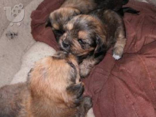 Free Home raised Cute Awesome Yorkie Puppies